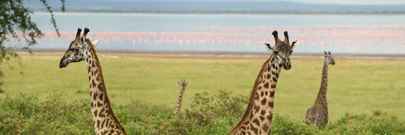 Lake Manyara National Park