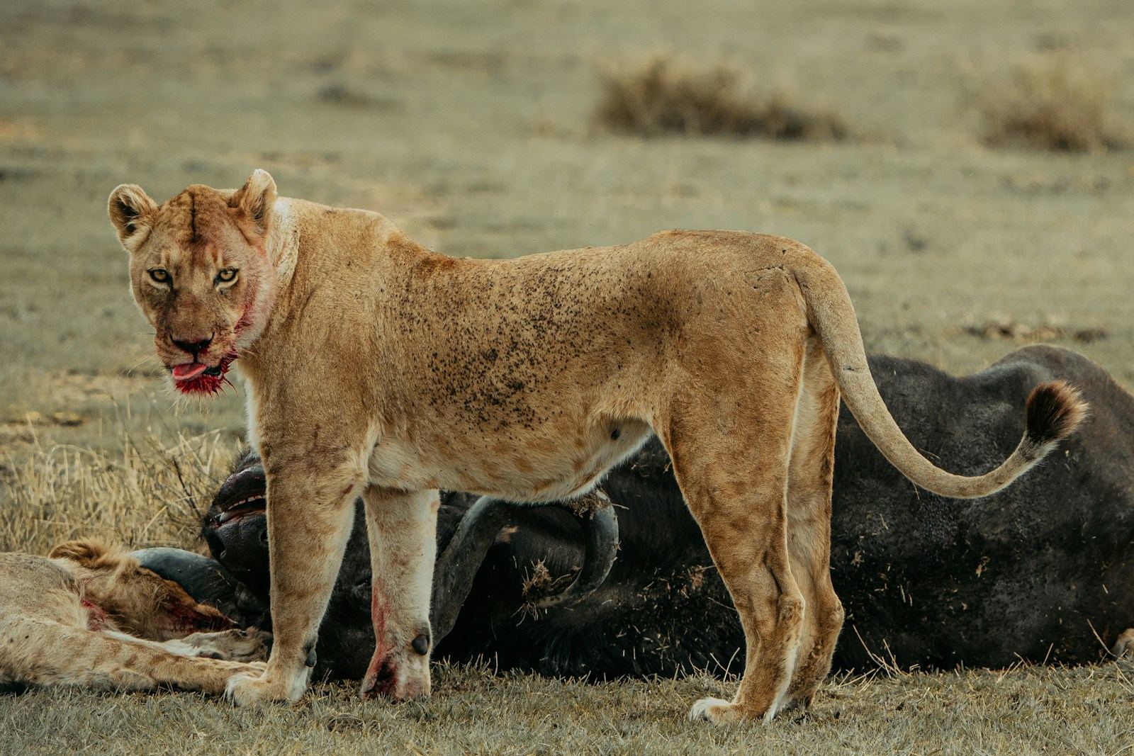 3 Days Safari To Serengeti & The Ngorongoro Crater Private