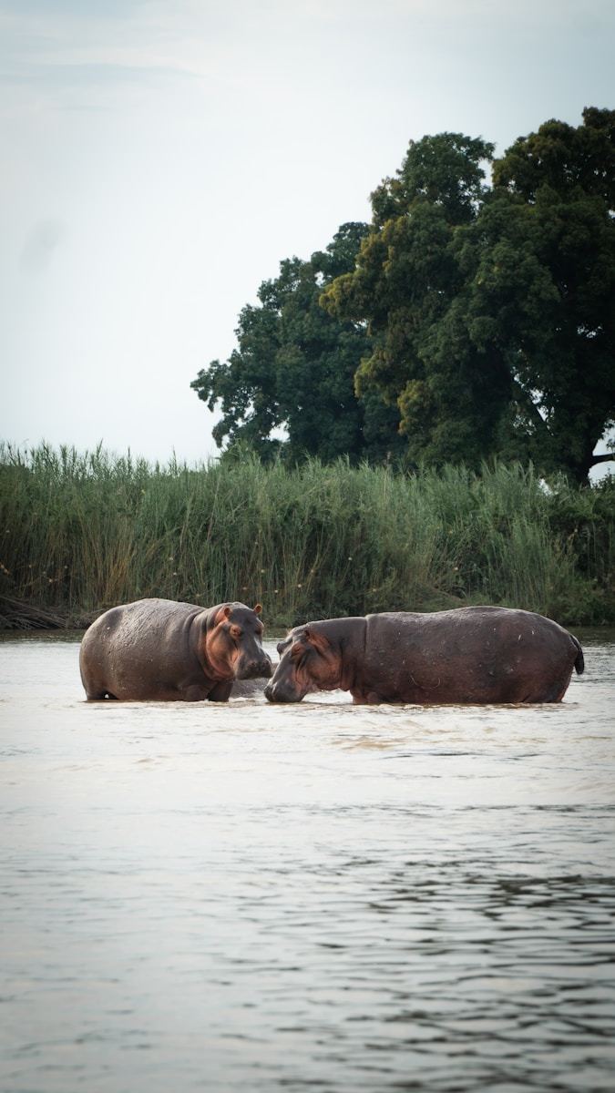 4 Days Tour Through Tanzania's Wild Adventures