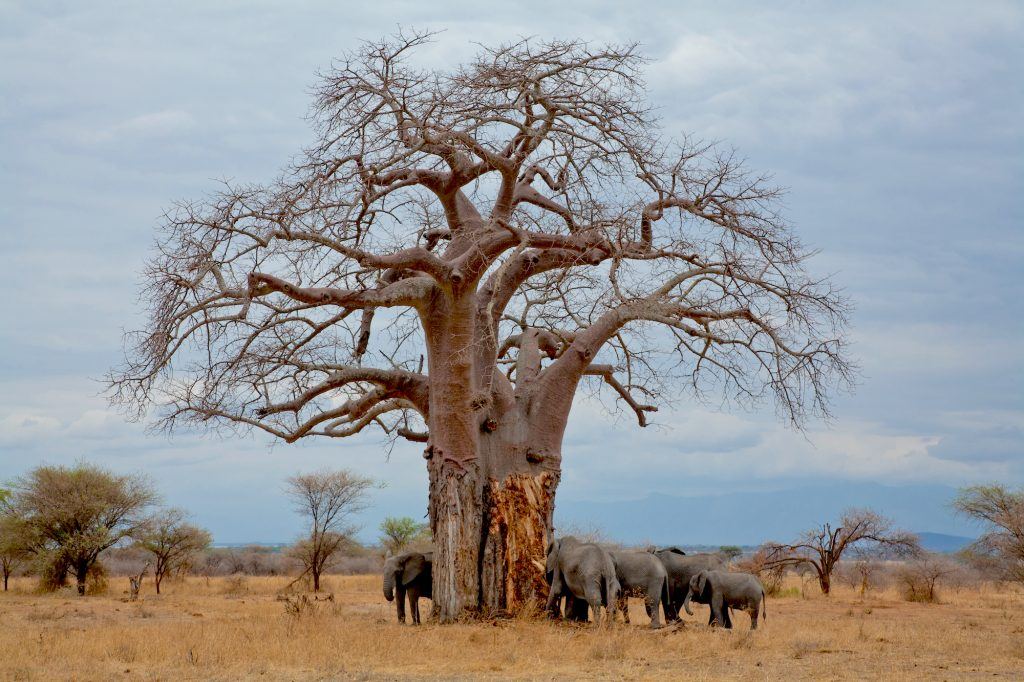 Tarangire National Park Day Trip
