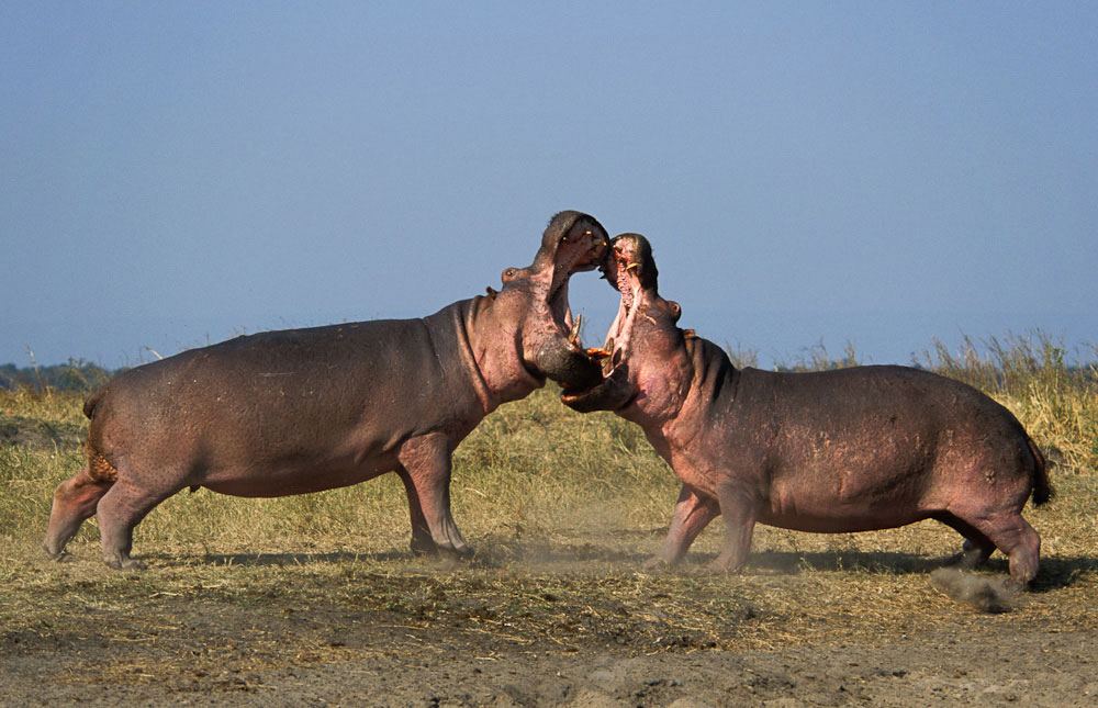 What Style of Tanzania Safari is for You?