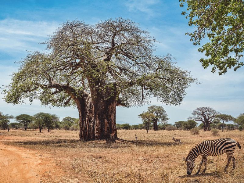 Tarangire National Park