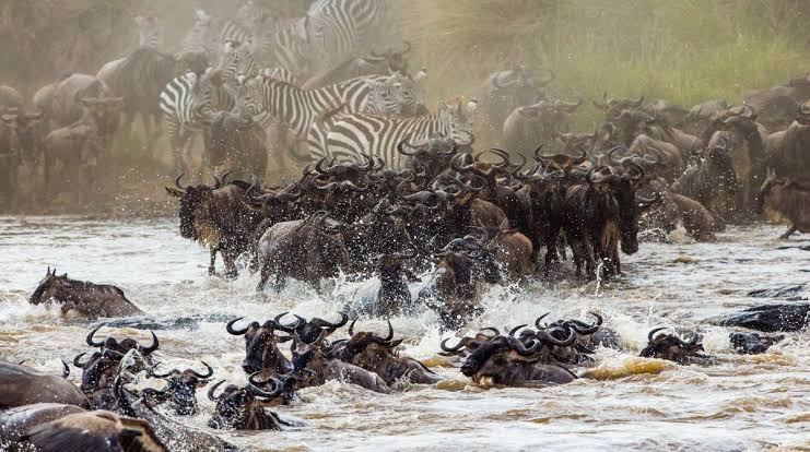 Tanzania Wildebeest Migration Safari