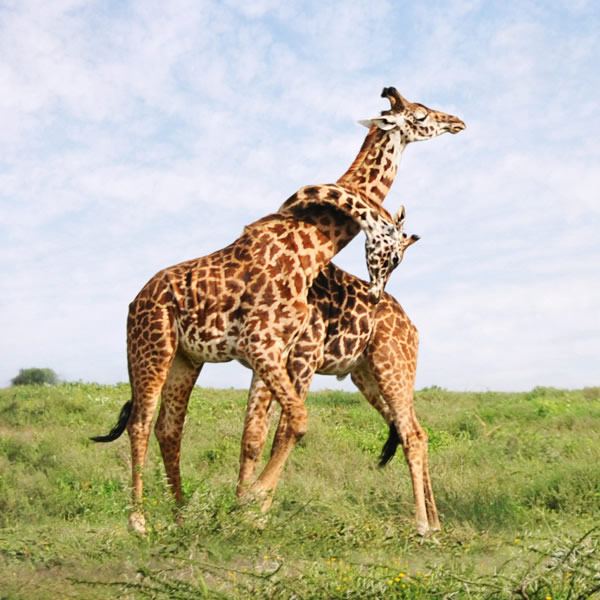 Why Trust Kilpath African Safaris with your African Safari?