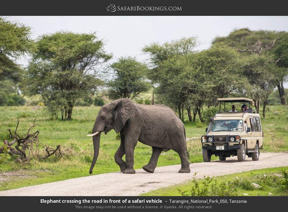 4 Days Tanzania Experience Mid-Range Safari