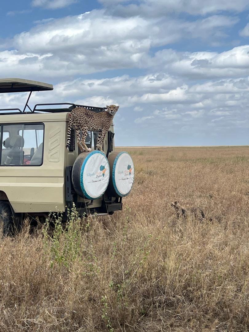 4 --Day Tanzania Luxury Safari for Honeymoon Couples