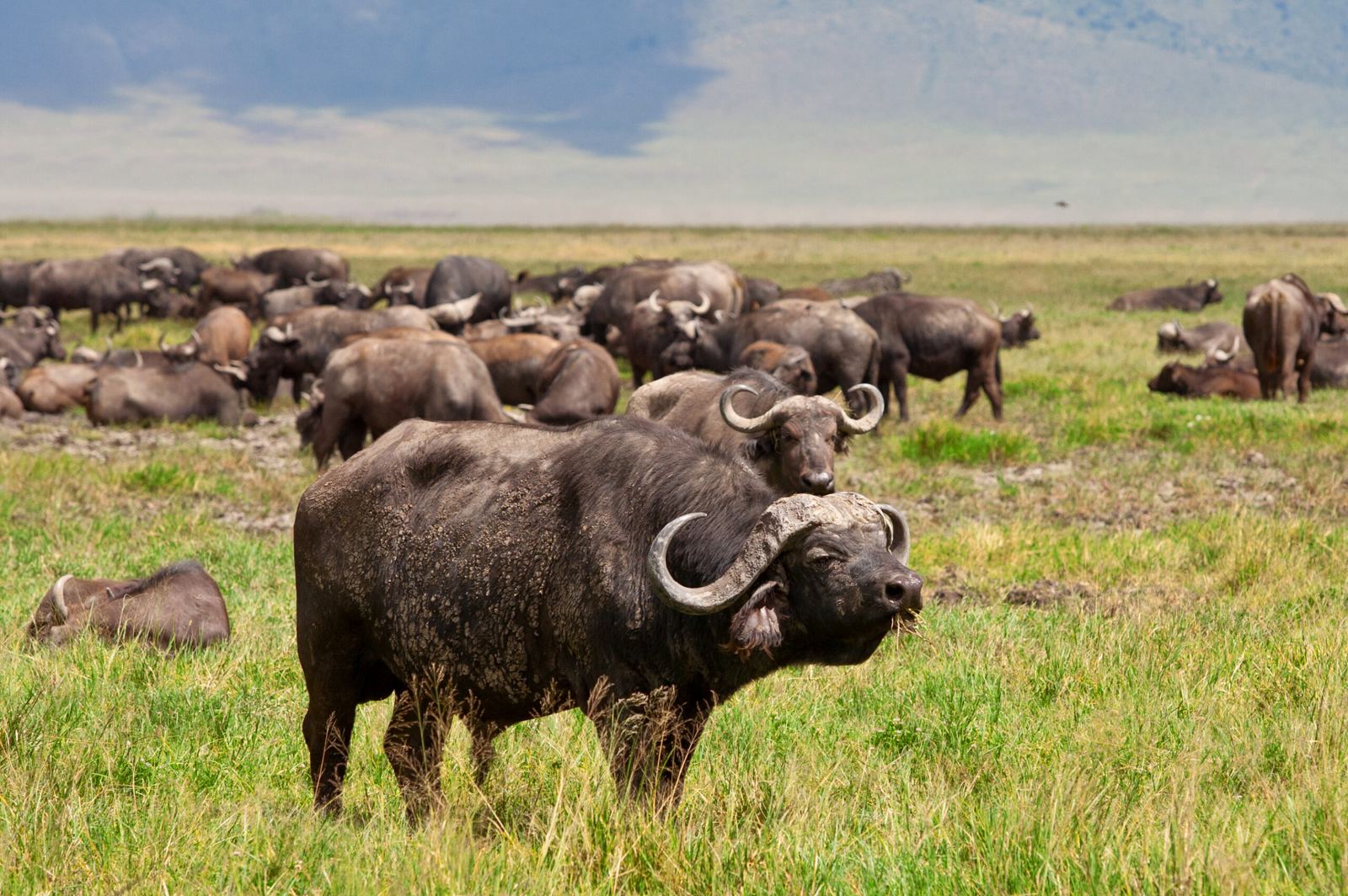 4 Days Tour Through Tanzania's Wild Adventures