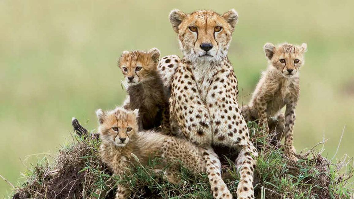 Discover Tanzania's Wildlife and Landscapes on a Safari