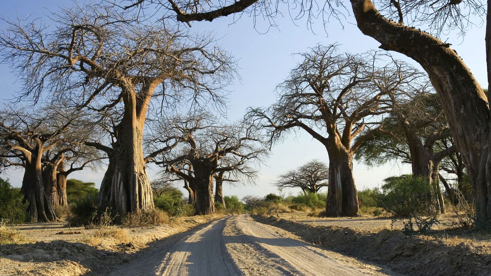 Our Safari & Booking Process