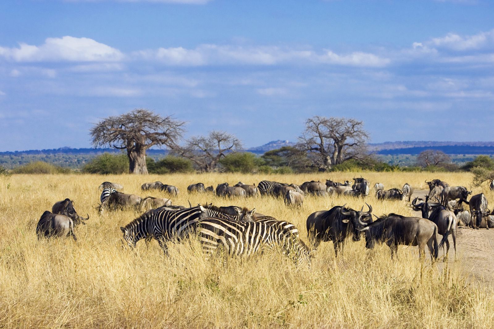 Serengeti Hot Air Balloon Safari