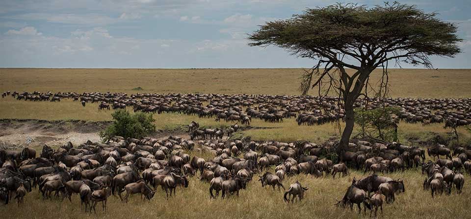 Our Safari & Booking Process