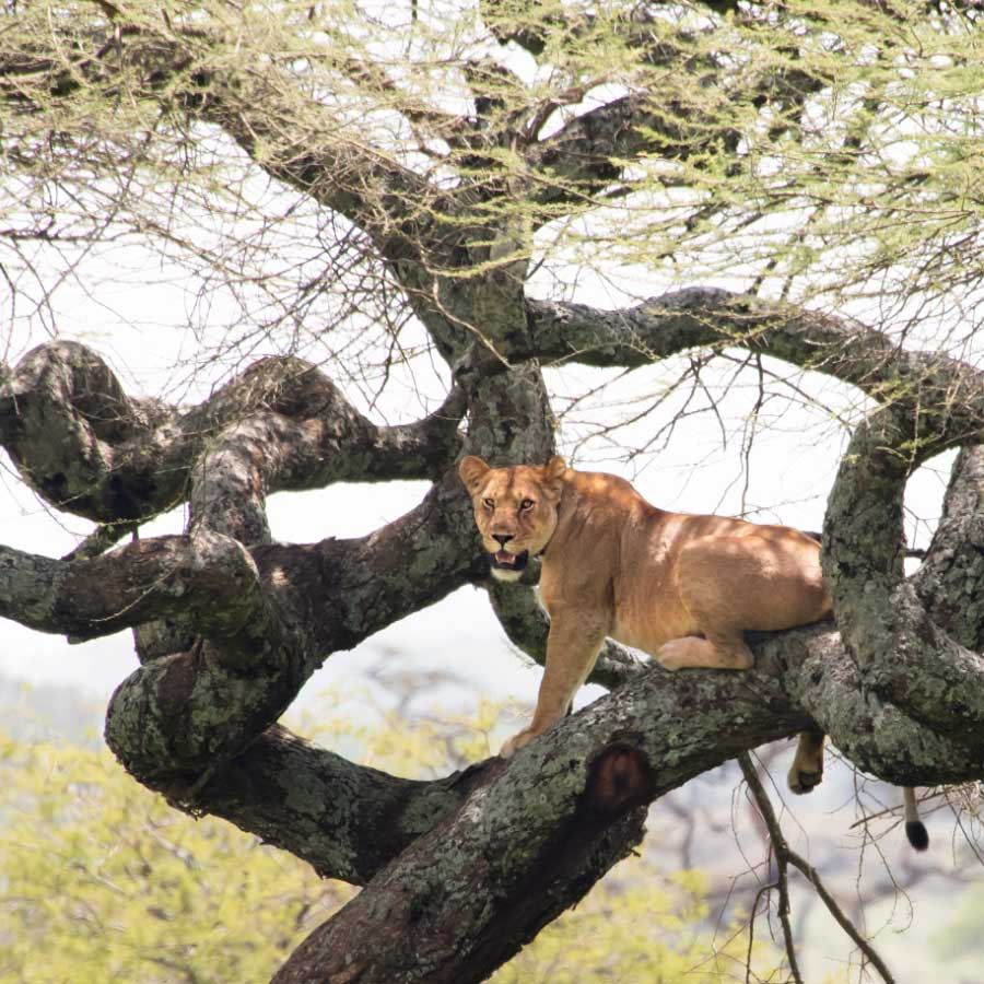 Northern Circuit Safari Destinations