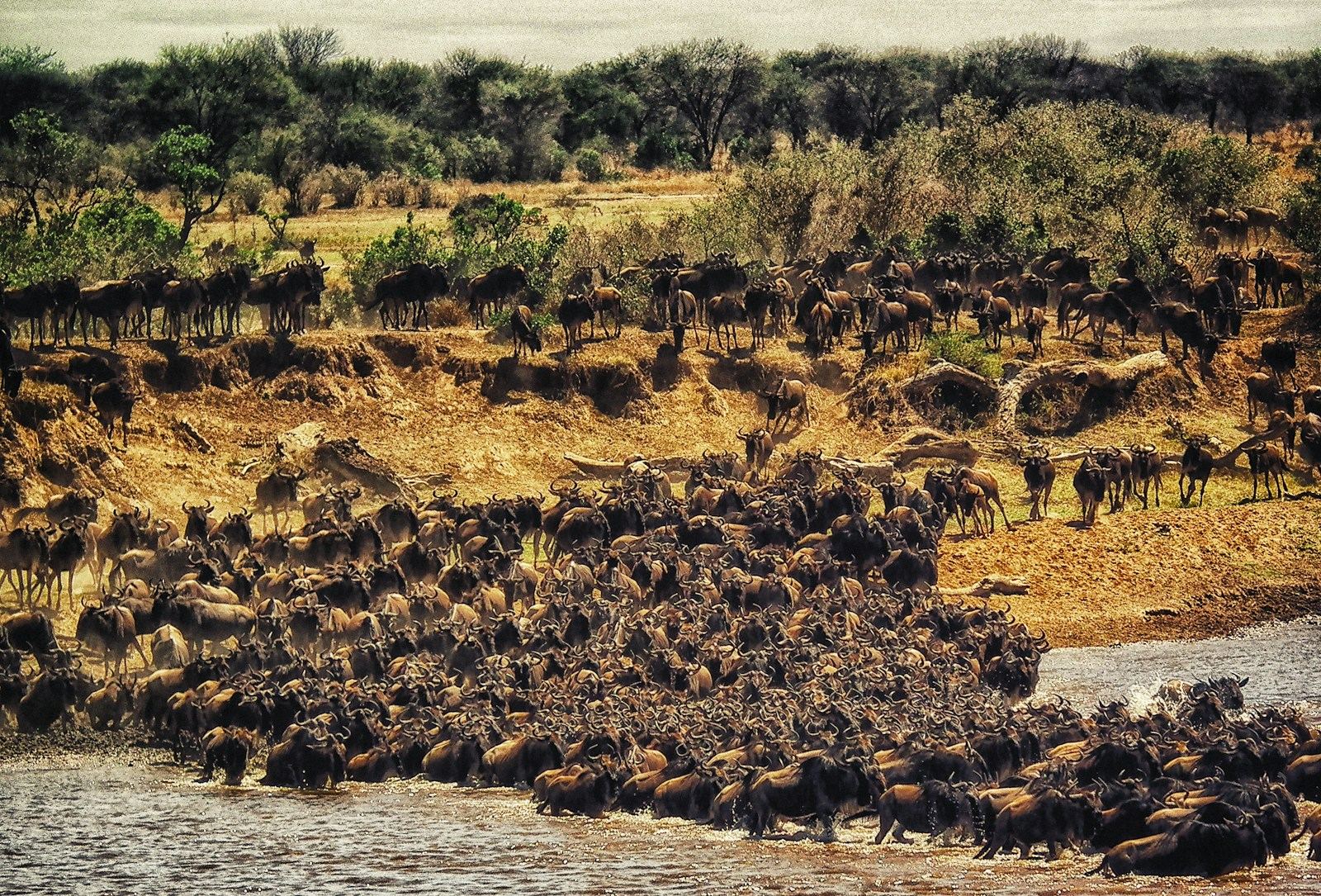 3 -Day Serengeti Highlights & Ngorongoro Adventure