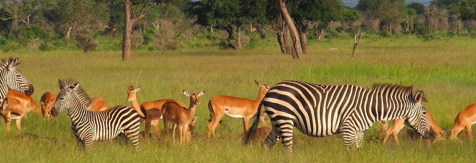 3 -Day Serengeti Highlights & Ngorongoro Adventure