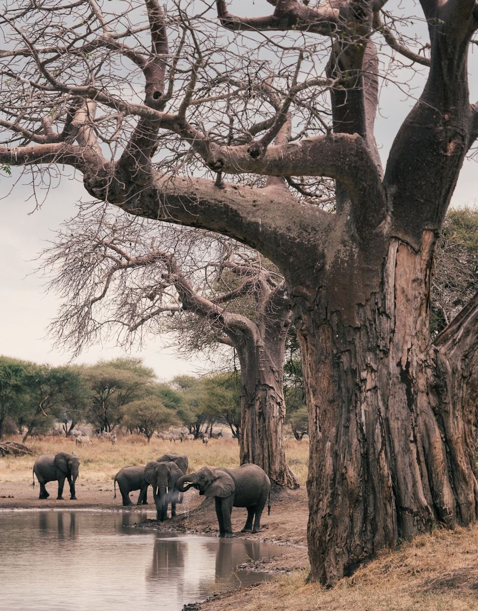 4 Days Tanzania Experience Mid-Range Safari