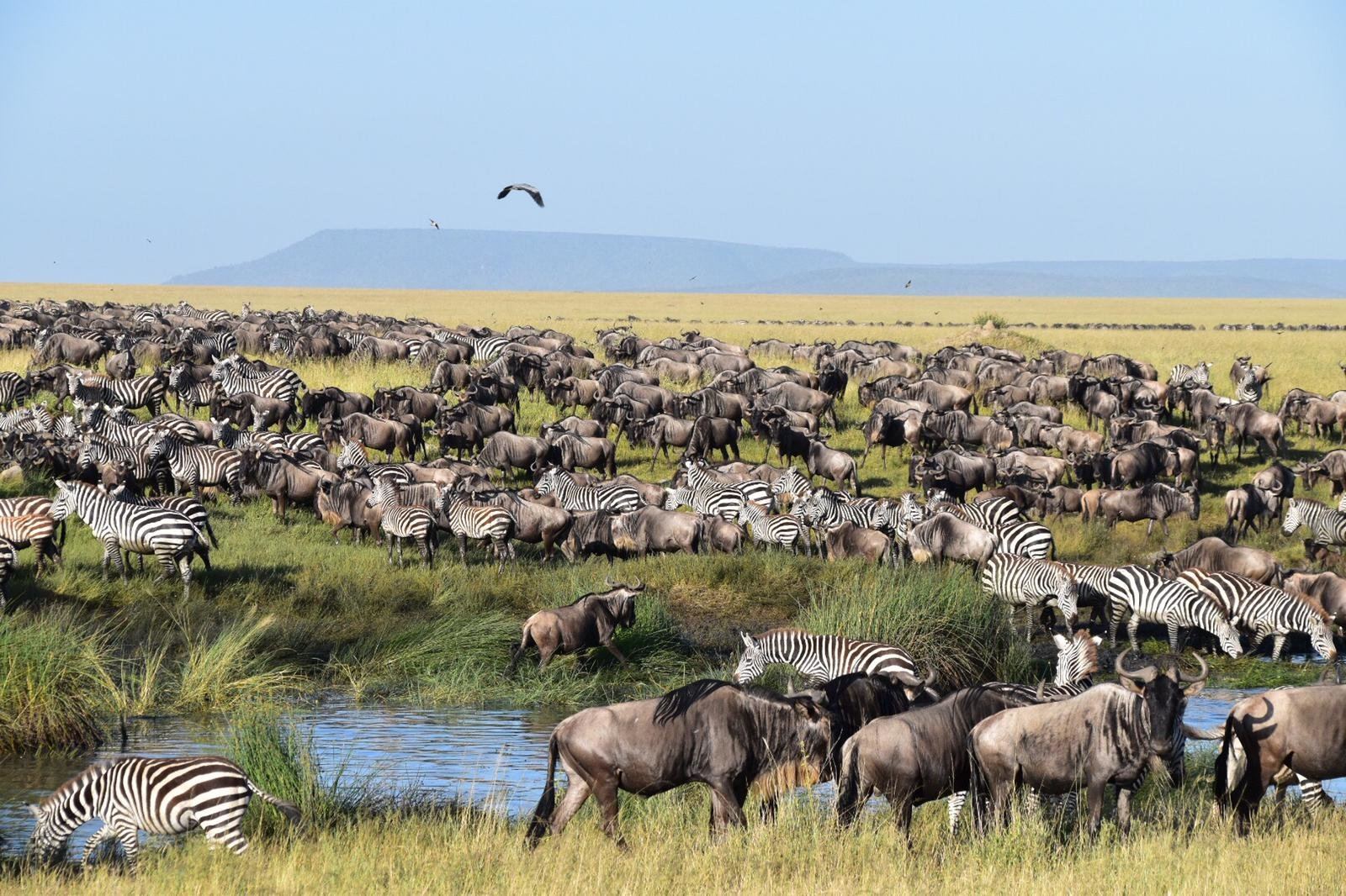 Tanzania Wildebeest Migration Safari