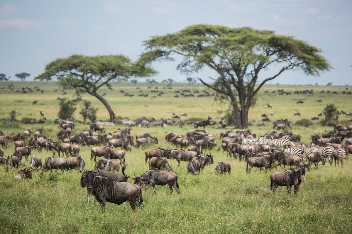 Tanzania Wildebeest Migration Safari