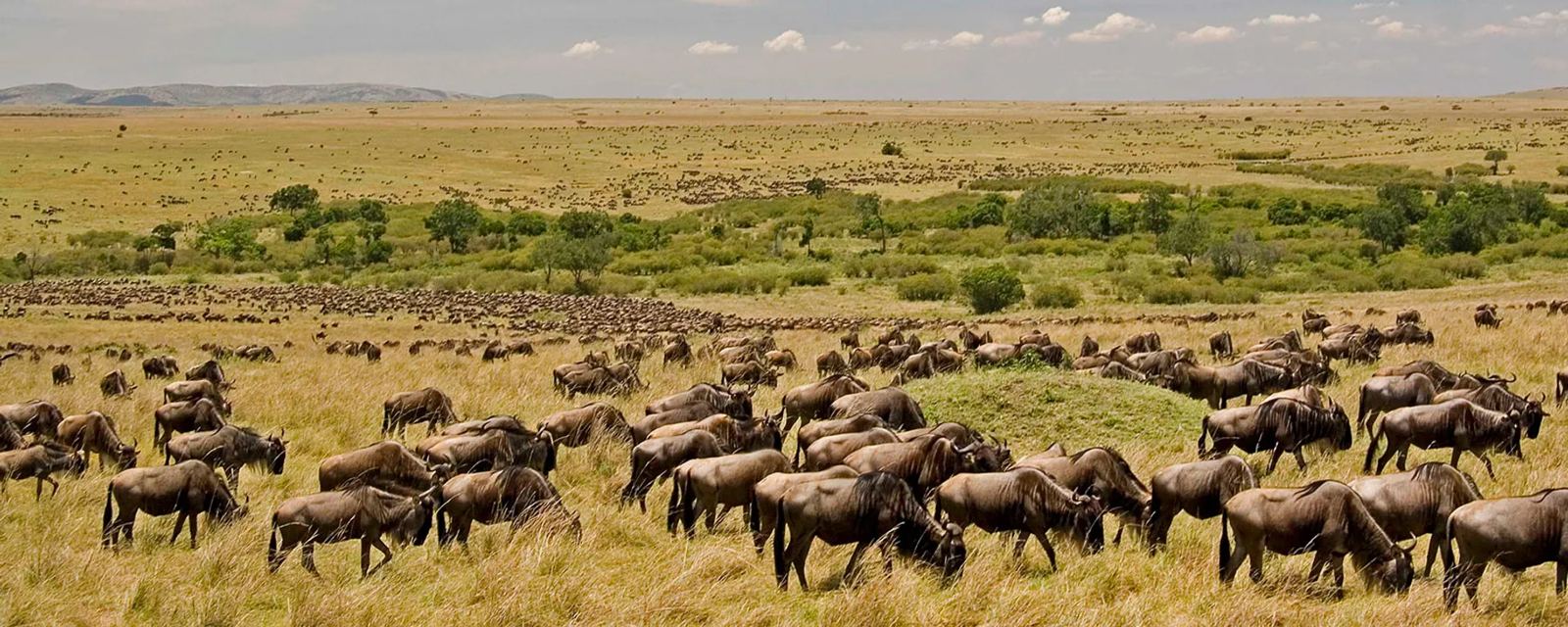 1. Witness the Annual Wildebeest Migration