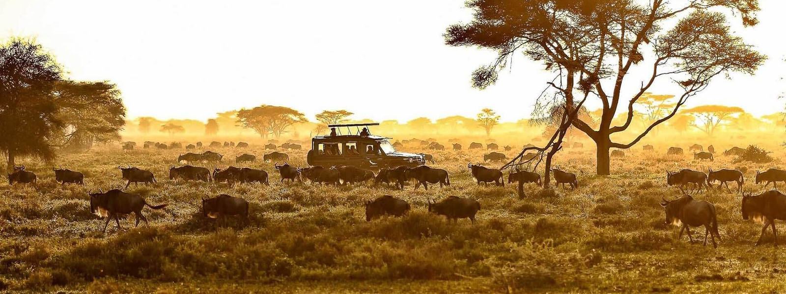 3 -Day Serengeti Highlights & Ngorongoro Adventure