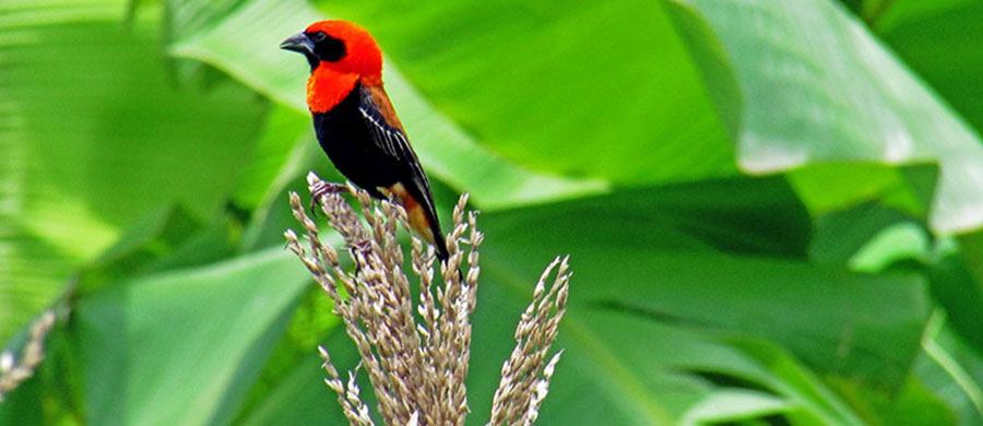 Udzungwa Mountains National Park