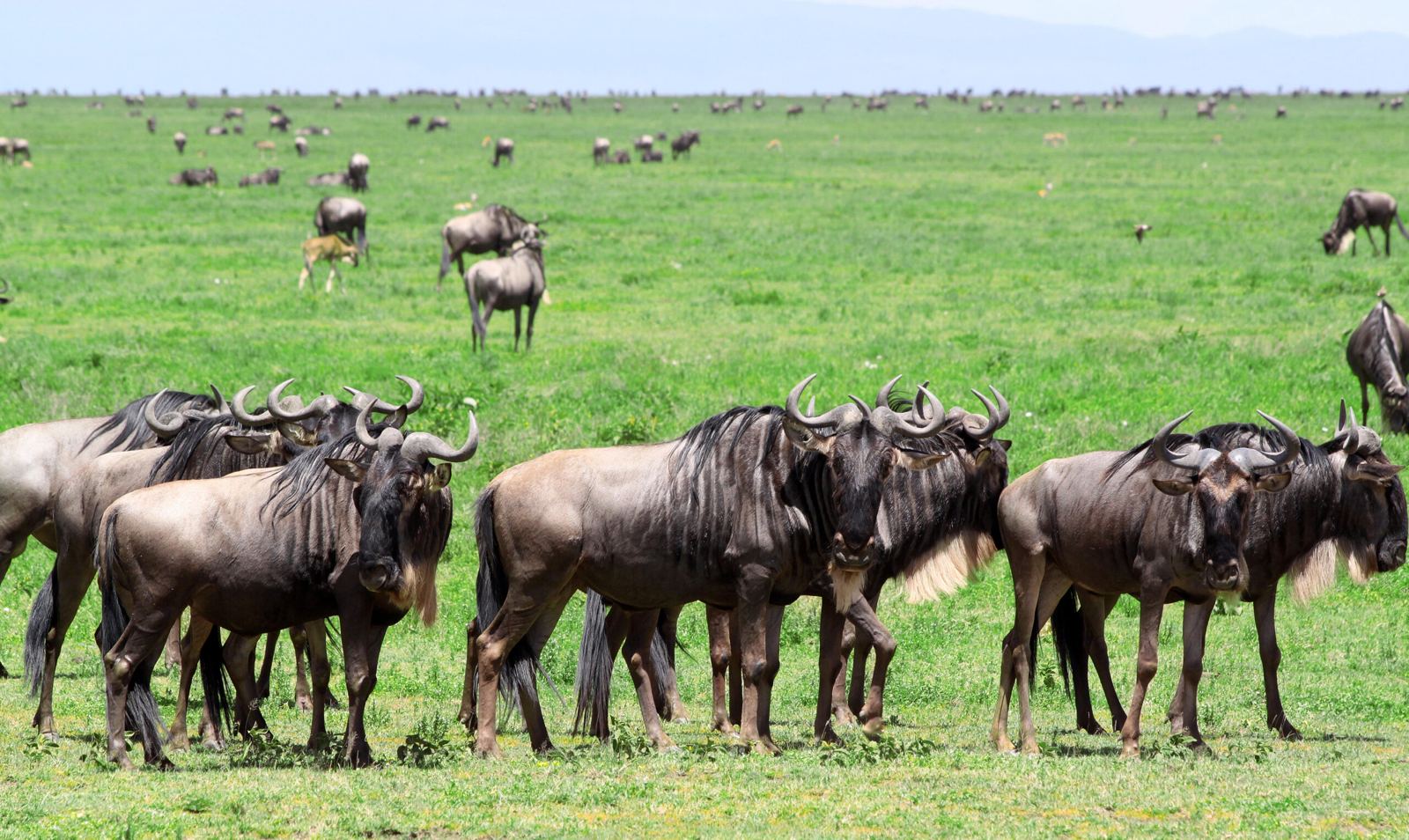 6 Days Unforgettable Tanzania Safari and Relaxation Holiday in Zanzibar