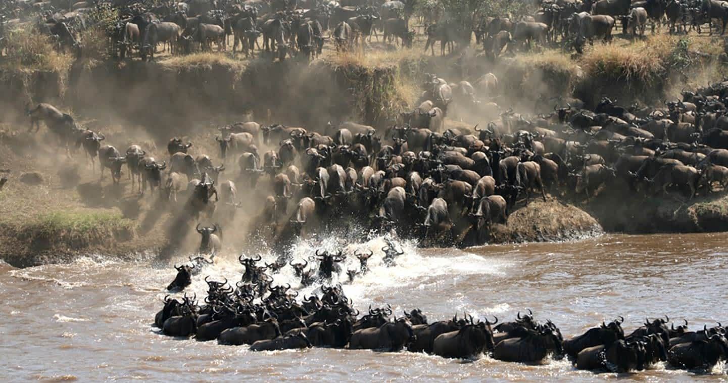 Tanzania Wildebeest Migration Safari